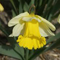 osterglocke 'Holland Sensation' (Narcissus 'Holland Sensation'