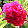 Paeonia x lactiflora Inspecteur Lavergne