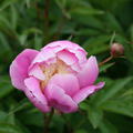 Paeonia x lactiflora 'Bowl of Beauty' Chinesische Edel-Pfingstrose