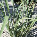 Panicum virgatum 'Cloud Nine'