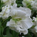 Tulipa Witte Rebel