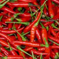 Paprika Peperoni De Cayenne Capsicum annuum