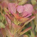 Perckenstrauch, Cotinus coggygria 'Falmissimo'