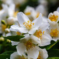 Philadelphus 'Belle Etoile', Gartenjasmin, XXL Pflanze, Hinrichs