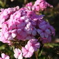 Phlox amplifolia paniculata 'Minnehaha'