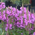 Physostegia virginiana 'Vivid' Gelenkblume