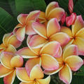 Plumeria rubra 'California Sunset' (Frangipani Tempelbaum)