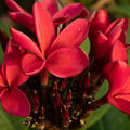 Plumeria 'Cardinal', Frangipani rubra