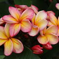 Blte der Plumeria 'Desert Sunrise' 2024, Frangipani