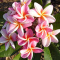 Plumeria rubra 'Divine' (Frangipani Tempelbaum)