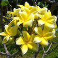 Plumeria rubra 'Inca Gold' (Frangipani, Tempelbaum)