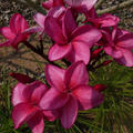 Plumeria rubra 'Jubilee'( Frangipani Tempelbaum)