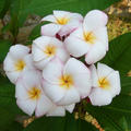 Plumeria rubra 'Mini White' (Frangipani Tempelbaum)