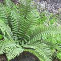 Heimischer Glanz-Schild-Farn (Polystichum aculeatum)