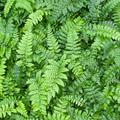 Polystichum polyblepharum Japanischer Glanz-Schild-Farn