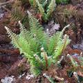 Polystichum setiferum 'Plumosum Densum' Flaumfeder-Filigran-Farn 'Plumosum Densum'