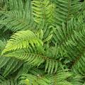 Polystichum setiferum 'Proliferum' Schmaler Filigran-Farn 'Proliferum'