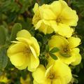 Fingerstrauch Potentilla fruticosa Double Punch Gold