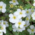 Potentilla fruticosa weiss blhend, Fingerstrauch