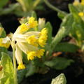 Primula veris subspecies veris