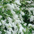 Prunkspiere, Exochorda macrantha 'The Bride'