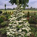 Pyramiden-Schneeball 'Kilimandjaro' (Viburnum plicatum)