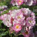 Ramblerrose 'Blush Rambler'