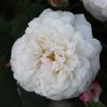 Ramblerrose 'Flicit et Perptue'