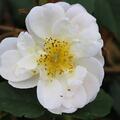 Ramblerrose Lykkefund 