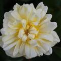 Ramblerrose 'Malvern Hills'