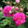 Ramblerrose Super Dorothy