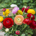 Ranunculus asiaticus 'Aviv' mix