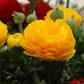 Ranunculus asiaticus 'Aviv' gelb