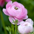Ranunculus asiaticus 'Aviv' rosa