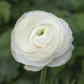 Ranunculus asiaticus 'Aviv' weiss