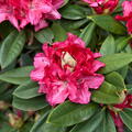Rhododendron Hybride 'Marianne v.Weizäcker' INKARHO
