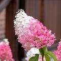 Rispenhortensie 'Sundae Fraise', Hydrangea paniculata 'Sundae Fraise'