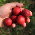 Robustikose Vesuviana Rossa (Prunus x dasycarpa)