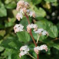 Rodgersia henrici, Schaublatt