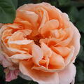 Edelrose Abbaye de Cluny