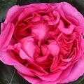 Edelrose 'Bernadette Lafont'