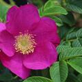 Rosa rugosa 'Berry Bush'