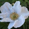 Rosa rugosa 'Butterfly Aurora'