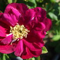 Rosa Purple Aurora