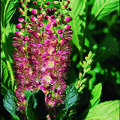 Rosa Zimterle, Silberkerzenstrauch 'Ruby Spice' (Clethra alnifolia 'Ruby Spice')