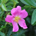 Rosa nitida 