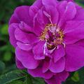 'Roseraie de l?Hay' Rosa rugosa Hybride