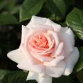Rose 'A Whiter Shade of Pale'