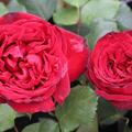 Edelrose 'Admiral'
