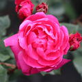 Rose Alexander MacKenzie 